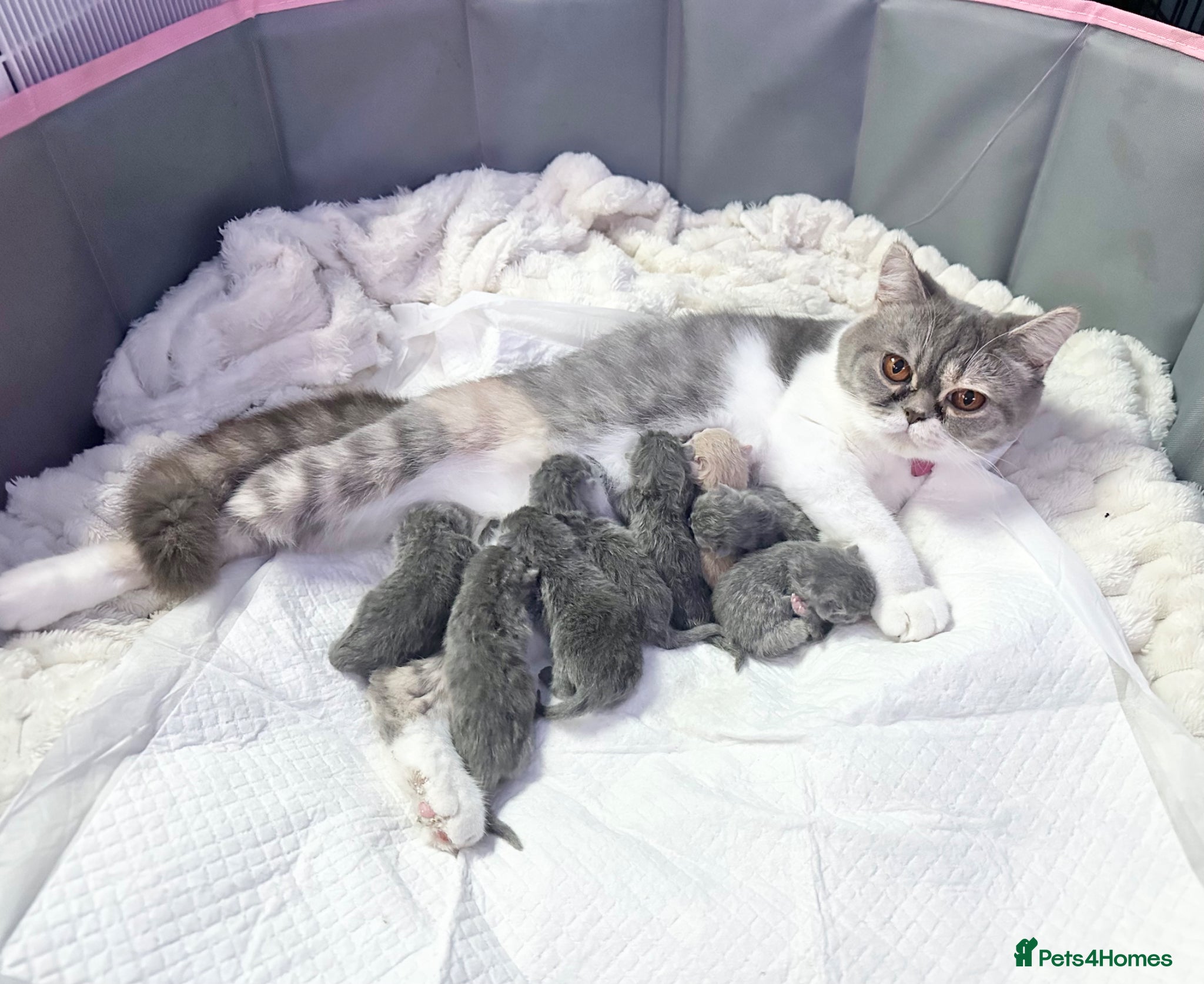 British Shorthair cats ⭐️ 10 BRITISH SHORTHAIR BLUE KITTENS ⭐️ - Advert 14