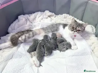 British Shorthair cats ⭐️ 10 BRITISH SHORTHAIR BLUE KITTENS ⭐️ - Advert 14