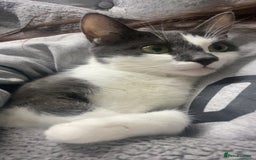 Mixed Breed cats for sale: kittens - Image 6