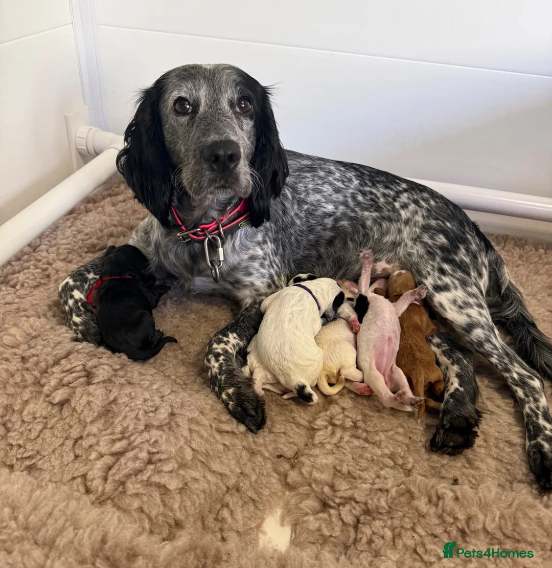 Cocker Spaniel dogs for sale: Beautiful Working Cocker Spaniels - Advert 2