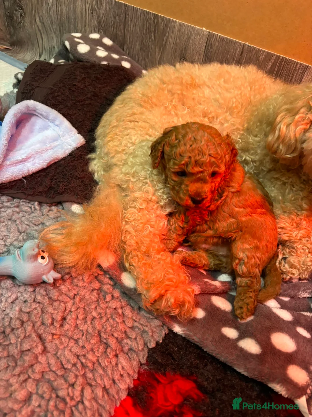 Cavapoo dogs for sale: Cavapoo Litter - Advert 6