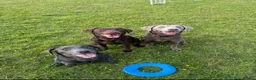Labrador Retriever dogs for sale: Perfect Health Tested Silvers & Charcoals  - Advert 24