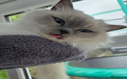 Ragdoll cats for sale: Blue mitted european girl - Image 8