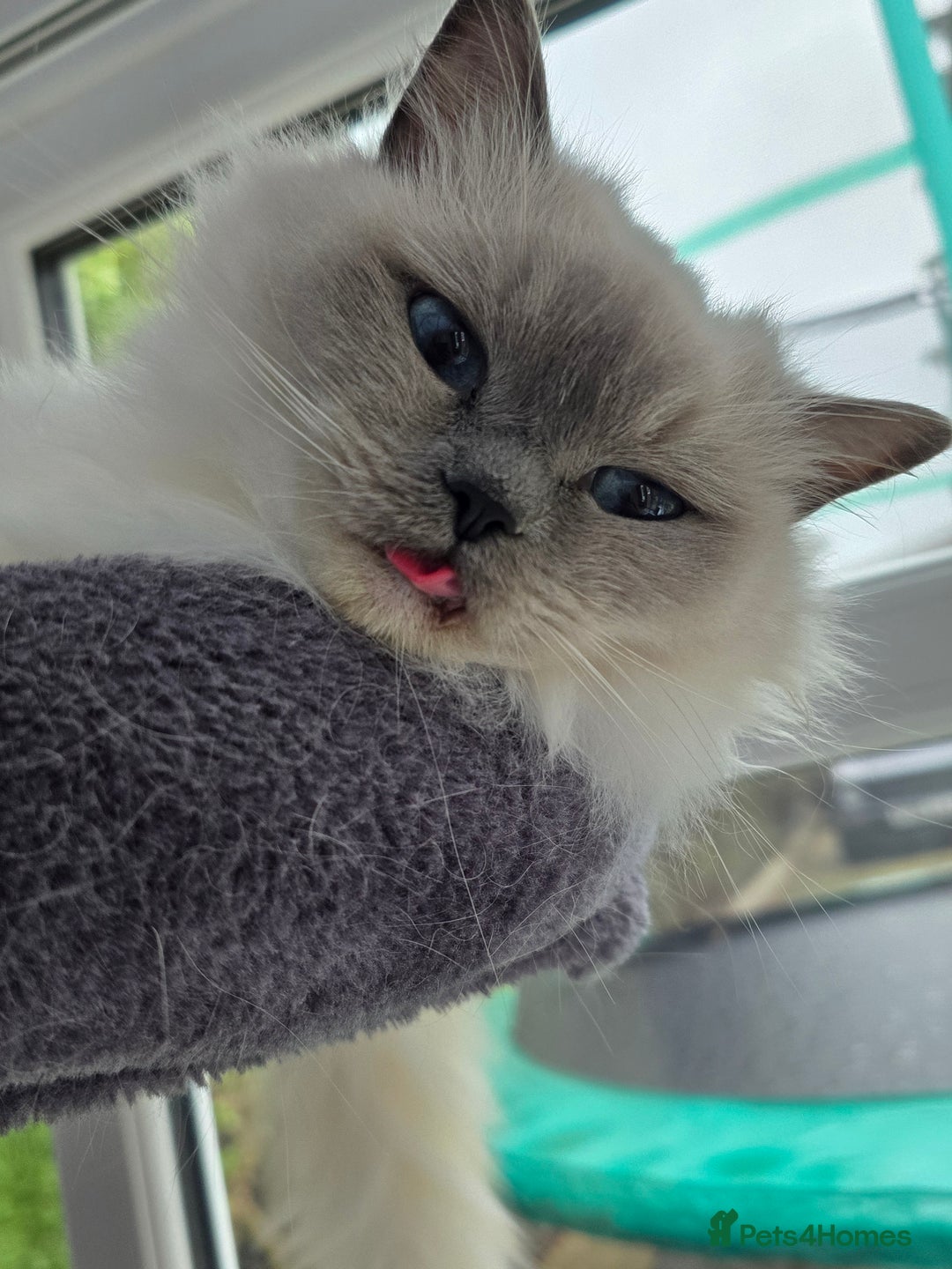 Ragdoll cats for sale: Blue mitted european girl - Image 8