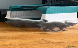 Russian Blue cats for sale: Adorable pure silver Russian blue kittens for sale - Image 2