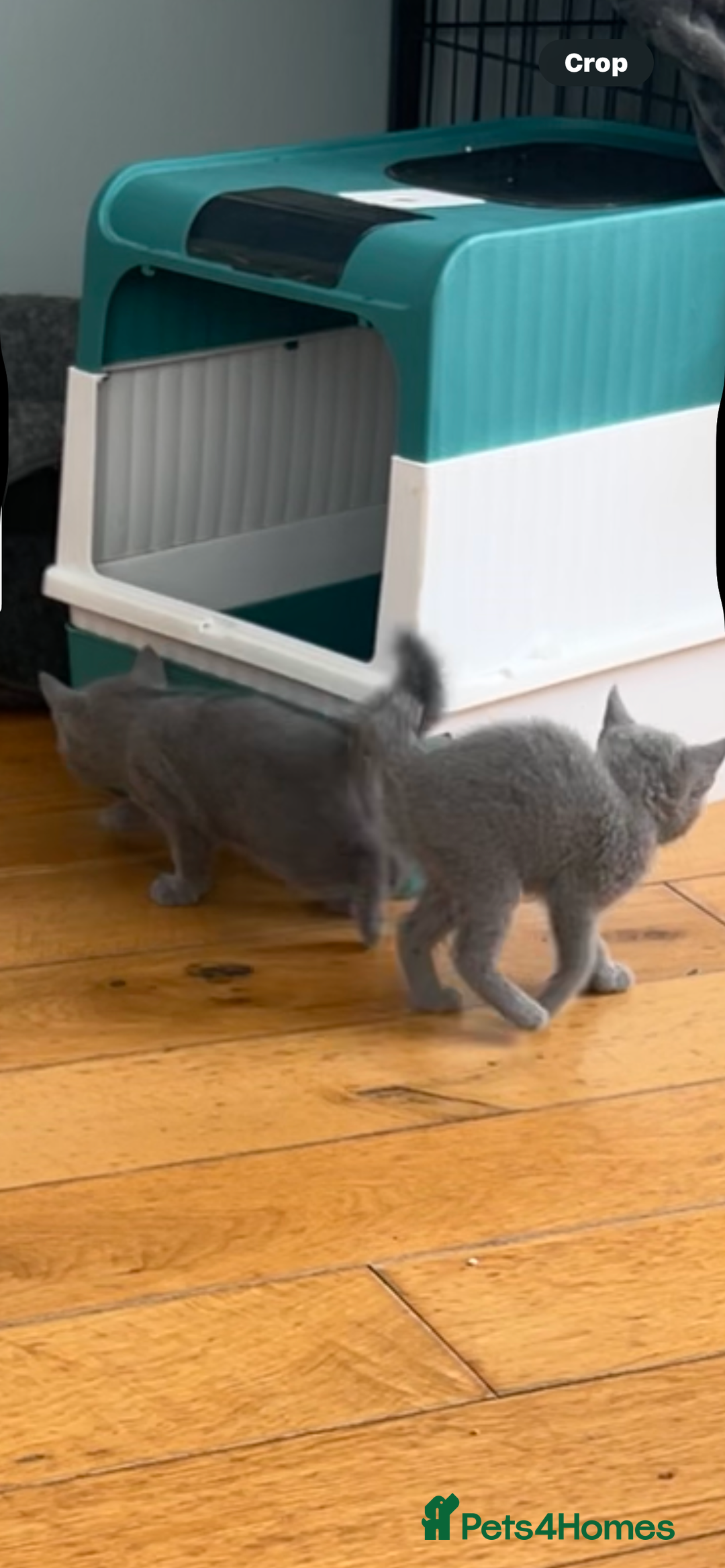 Russian Blue cats for sale: Adorable pure silver Russian blue kittens for sale - Image 2