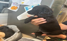 Cocker Spaniel dogs for sale: Cute show type very rare colours dna health tested - Image 5