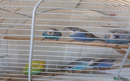 Budgerigars birds for sale: Baby budgies £20 each - Image 7