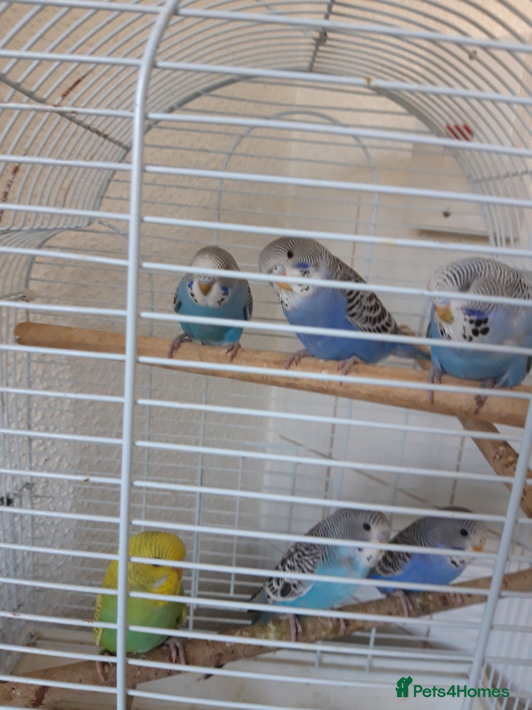 Budgerigars birds for sale: Baby budgies £20 each - Image 7