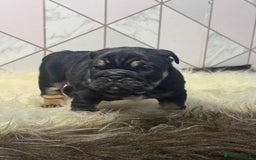 English Bulldog dogs for sale: English Bulldog Puppies - Image 9