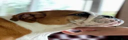 English Bulldog dogs for sale: TWO LITTER SISTERS FOR SALE - Advert 3