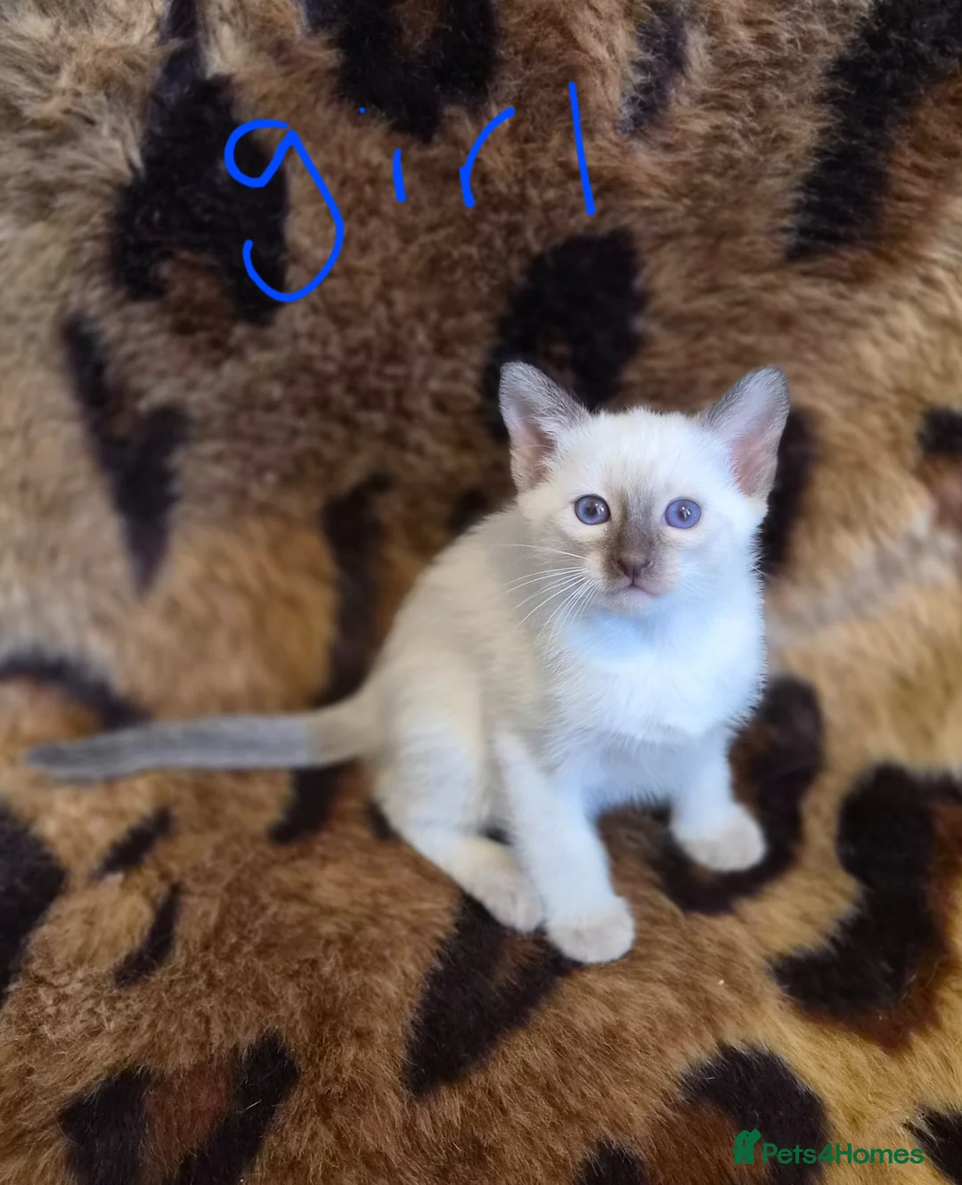 Siamese cats for sale: Traditional Siamese Kitten - Advert 8