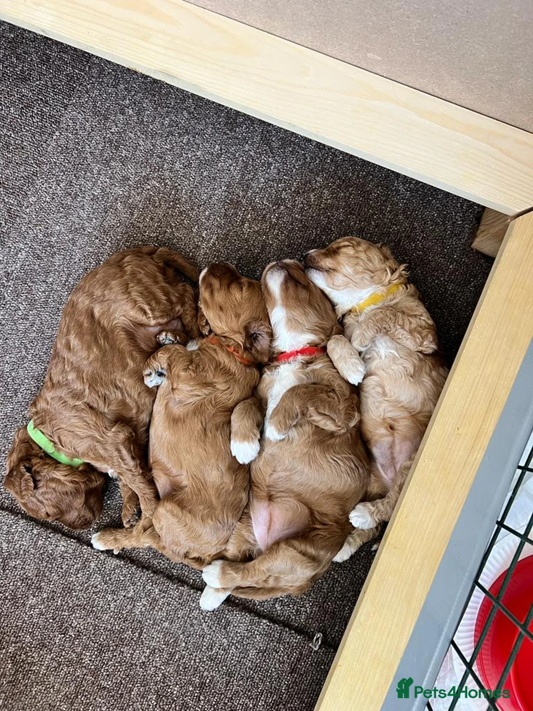 Cockapoo dogs for stud: Proven Red & white F1 cockapoo stud dog. in Barnsley - Advert 10