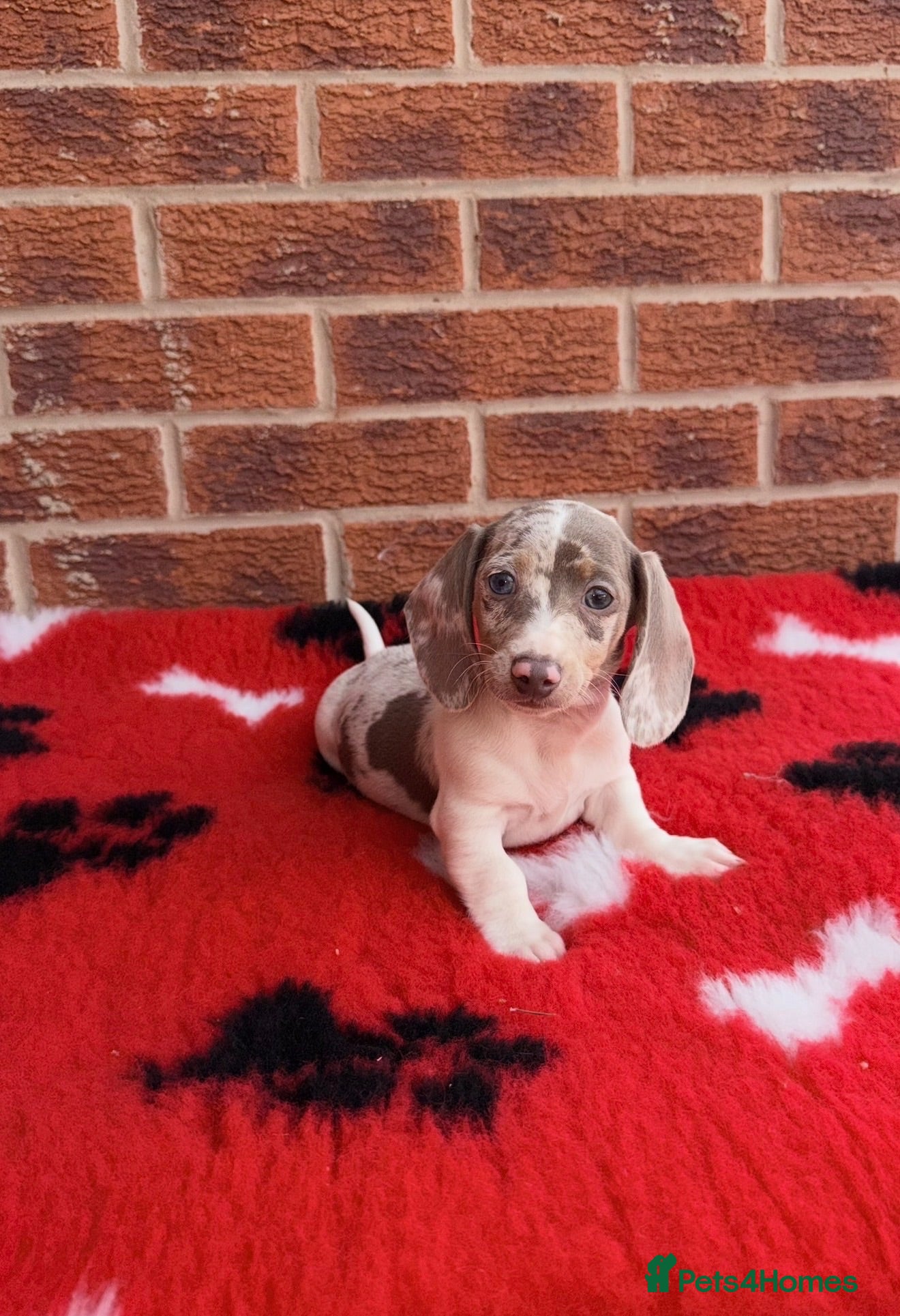 Dachshund dogs Miniature Dachshund Puppy’s. Ready To Leave 🐶  - Advert 2