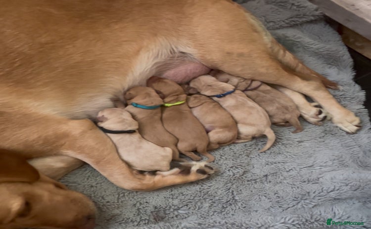 Labrador Retriever dogs - Advert 13