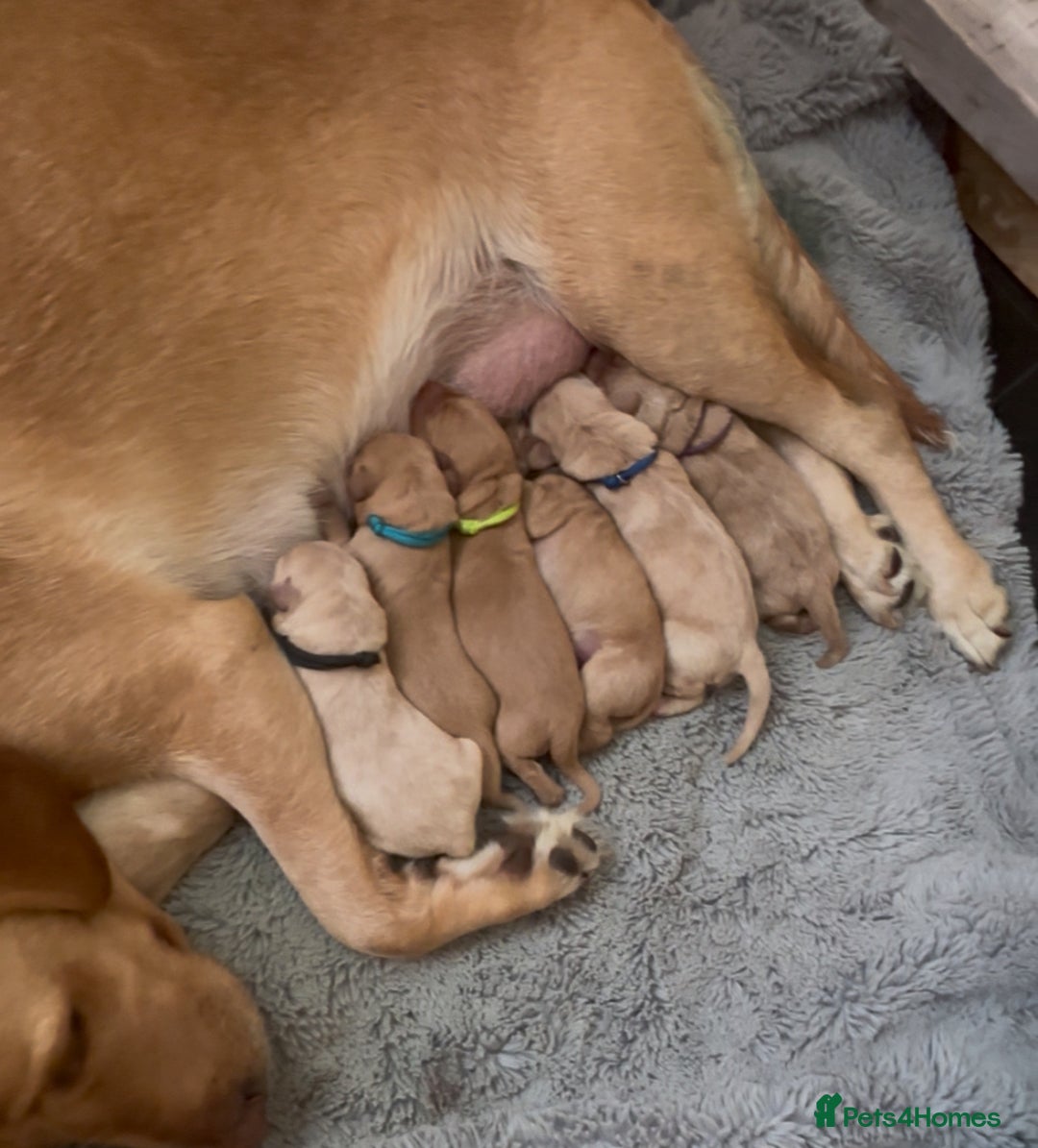 Labrador Retriever dogs for sale: 🐾 Labrador Puppies some with copper colourings 🐾 - Image 9