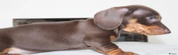 Miniature Dachshund dogs for sale: Miniature dachshund boy - Advert 3