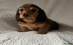 Miniature Dachshund dogs for sale: KC Longhaired Miniature Dachshunds  - Image 40