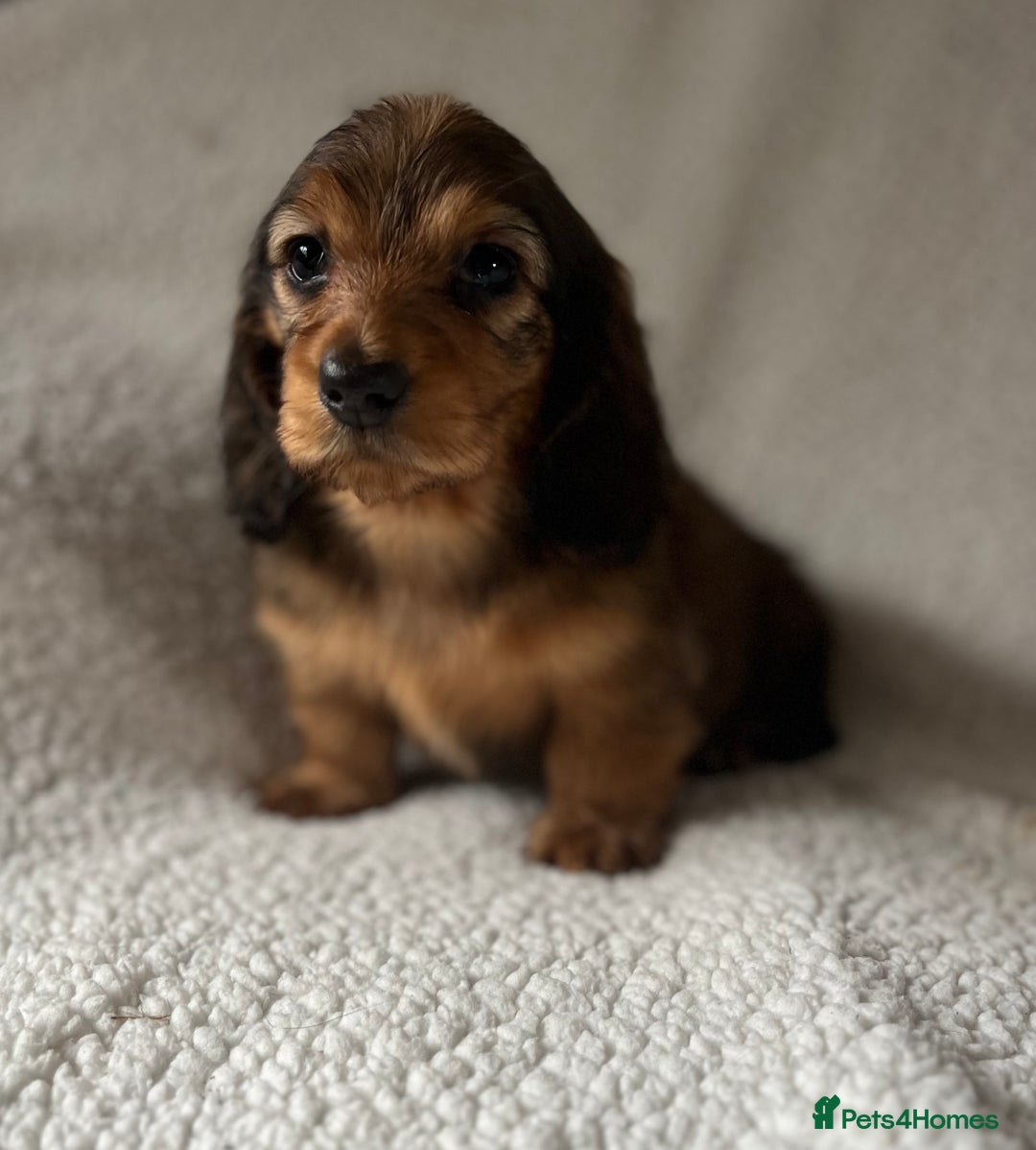 Miniature Dachshund dogs for sale: KC Longhaired Miniature Dachshunds  - Image 40
