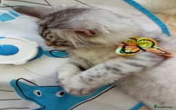 Scottish Fold cats for sale: I am a loving little boy! - Image 5