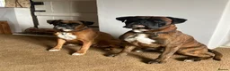 Boxer dogs for sale: Homebred Boxer Puppies - Advert 1