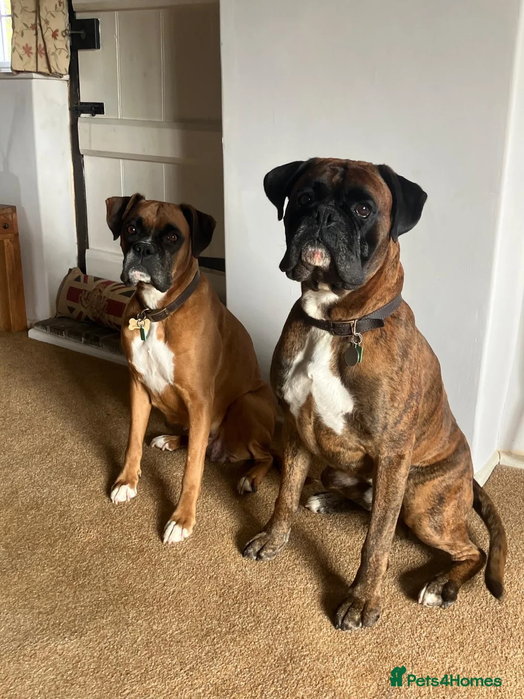 Boxer dogs for sale: Homebred Boxer Puppies - Advert 1