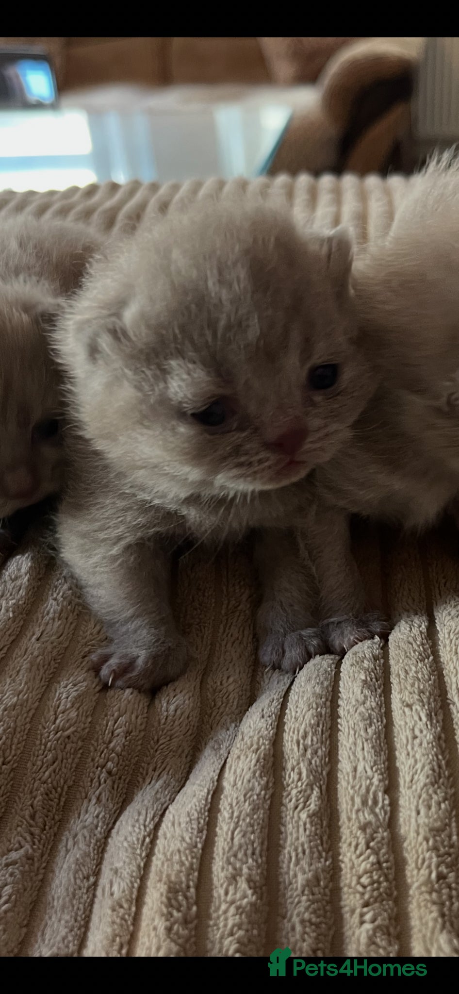 British Shorthair cats GCCF Champion British Shorthairs - Advert 3