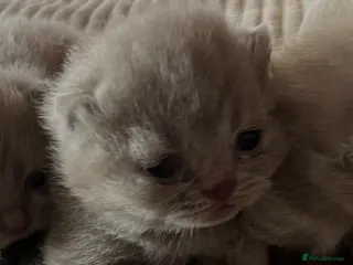 British Shorthair cats GCCF Champion British Shorthairs - Advert 14