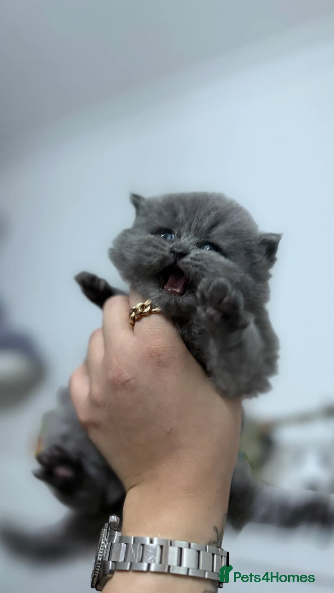 British Shorthair cats for sale: 3 adorable BSH 2 boys and a girl - Advert 2