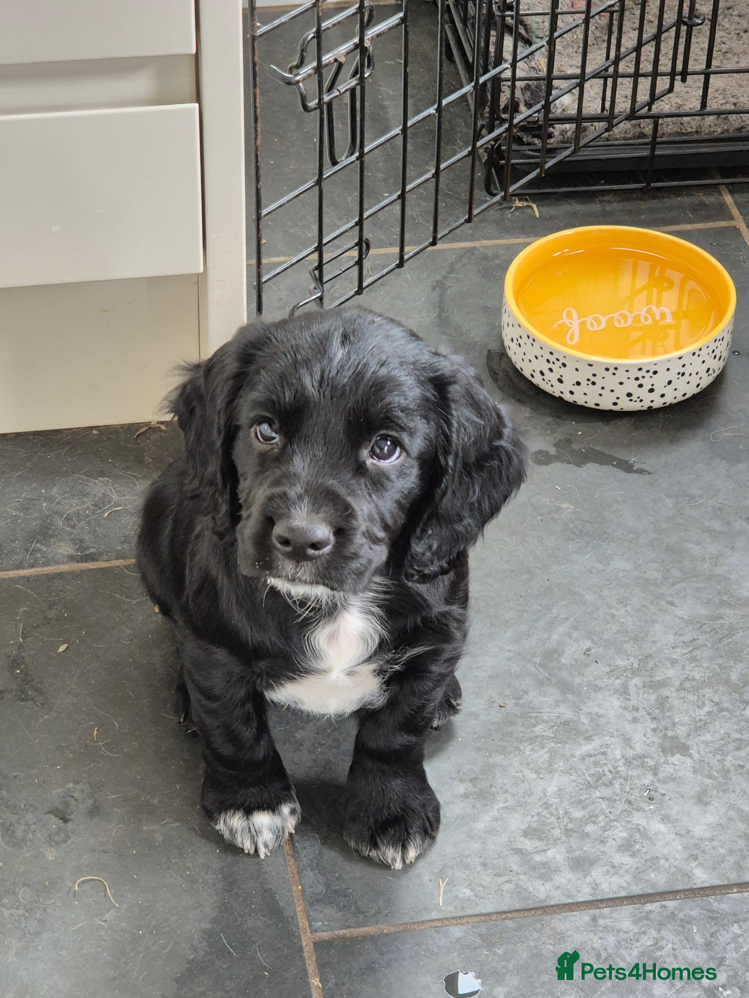 Cocker Spaniel dogs for sale: 1 beautiful black & white boy left kc registered  - Advert 22