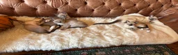 Tonkinese cats for sale: Exquisite Kittens- Tonkinese Dolls - Advert 17