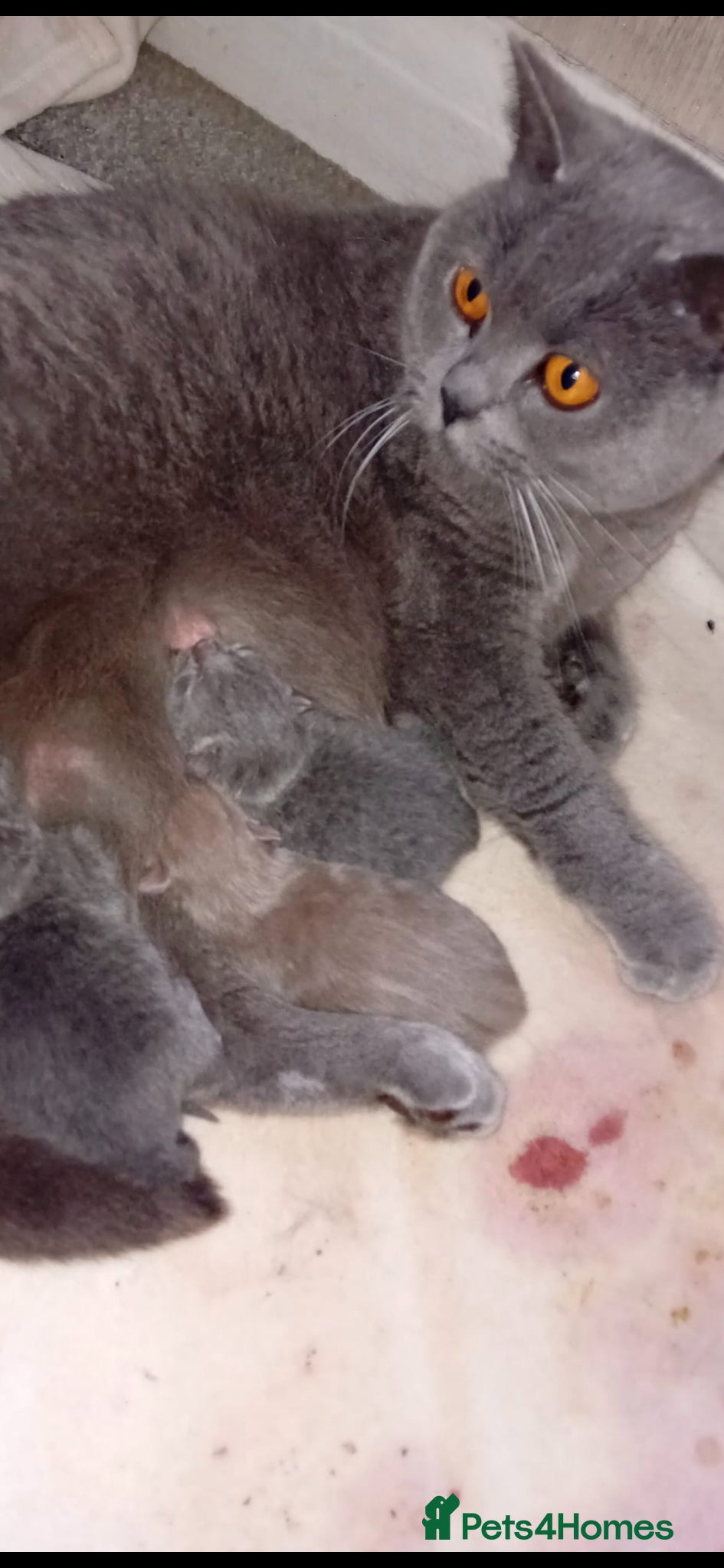 British Shorthair cats I have 2 beautiful kittens  - Advert 5