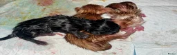 Mixed Breed cats for sale: Long haired ginger females kittens - Advert 8