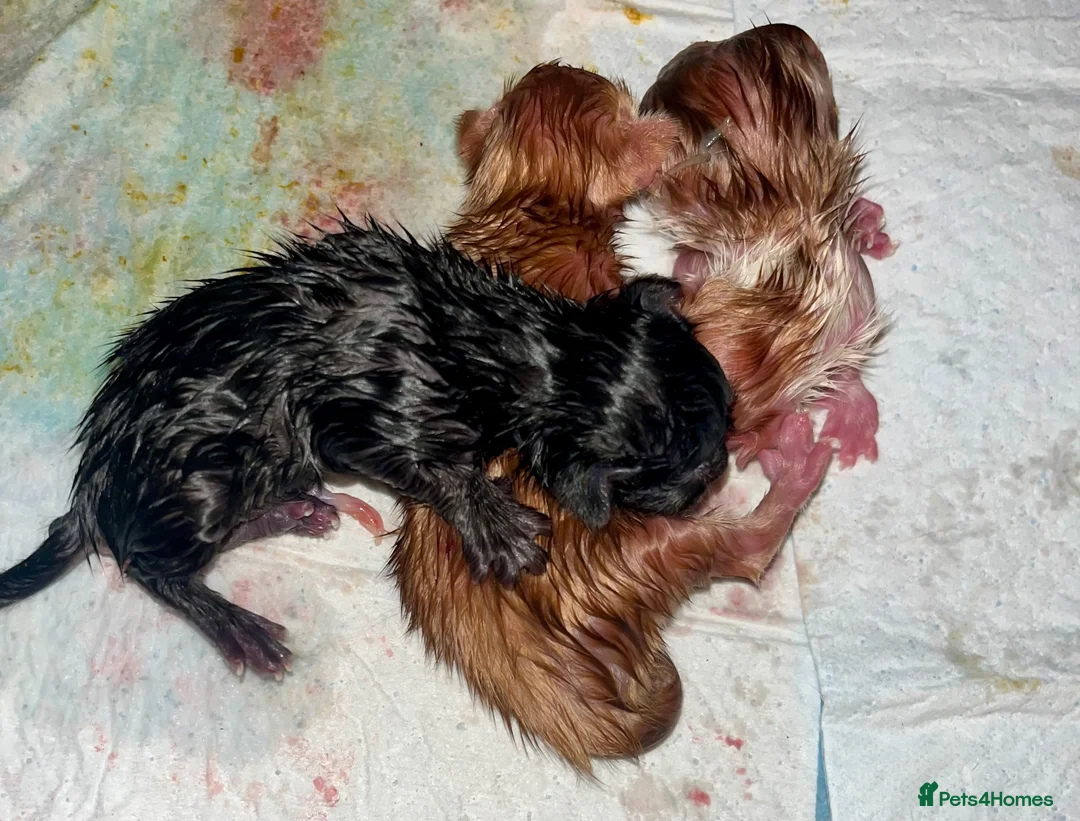 Mixed Breed cats for sale: Long haired ginger females kittens - Advert 8