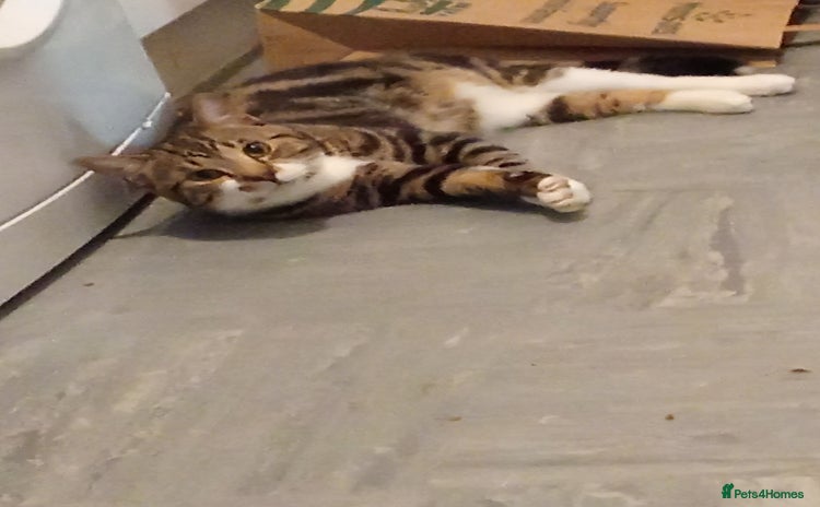Bengal cats - Advert 7