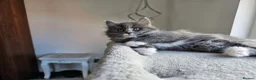 Mixed Breed cats for sale: Mixed breed beautiful girl  - Advert 5