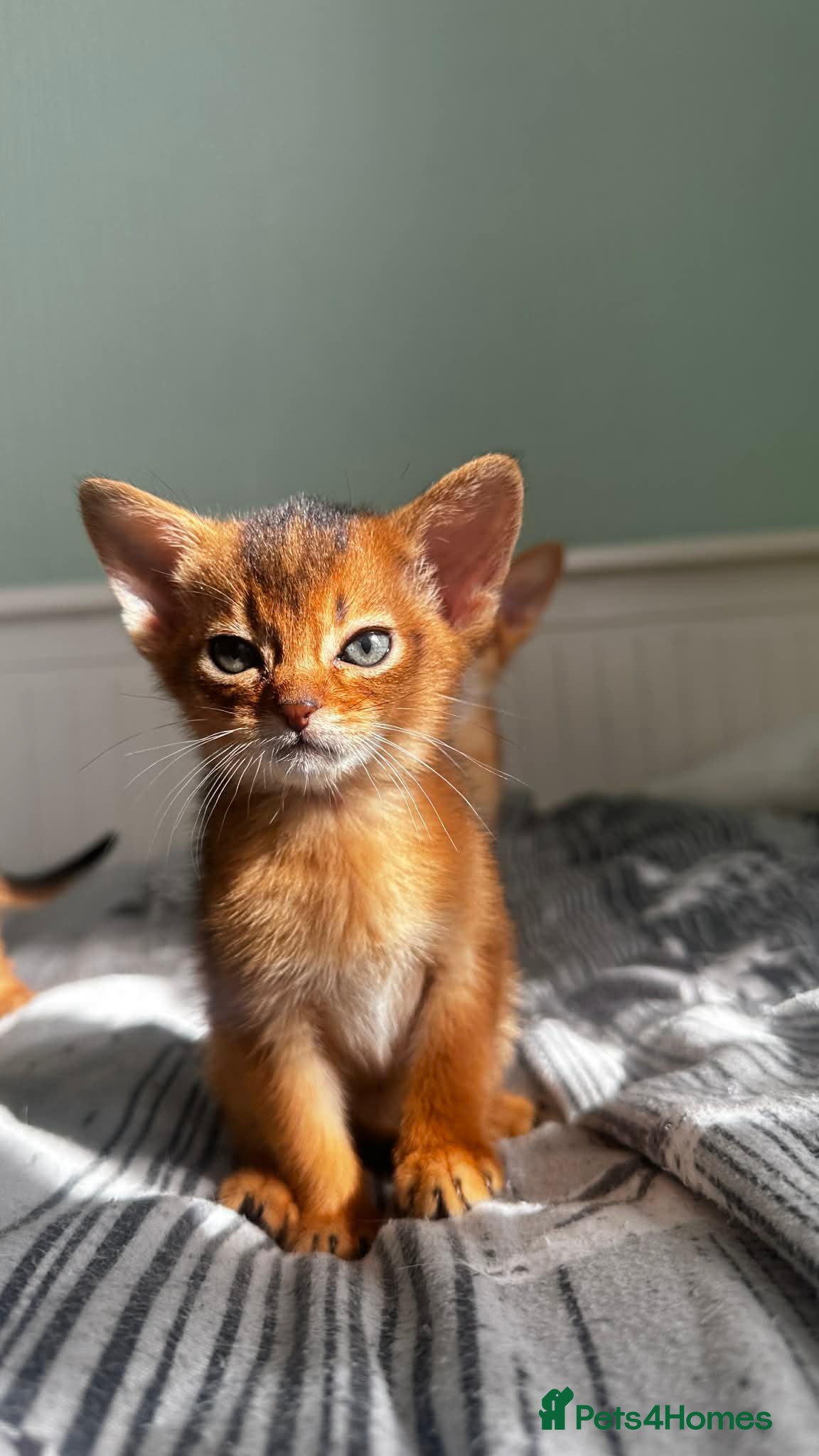 Abyssinian cats Abyssinian kittens  - Advert 5