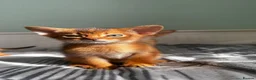 Abyssinian cats for sale: Abyssinian kittens  - Advert 3