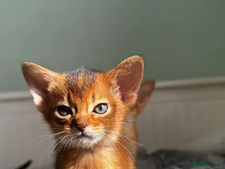 Abyssinian cats Abyssinian kittens - Advert 5