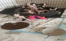 American Bulldog dogs for sale: American bulldog puppies - Image 1