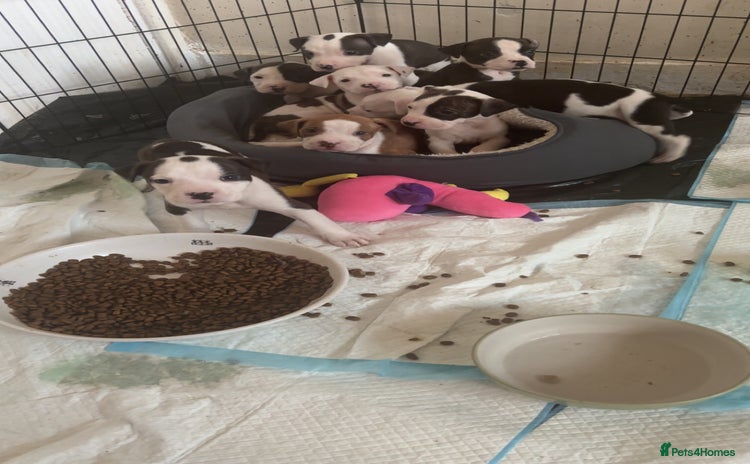 American Bulldog dogs - Advert 2