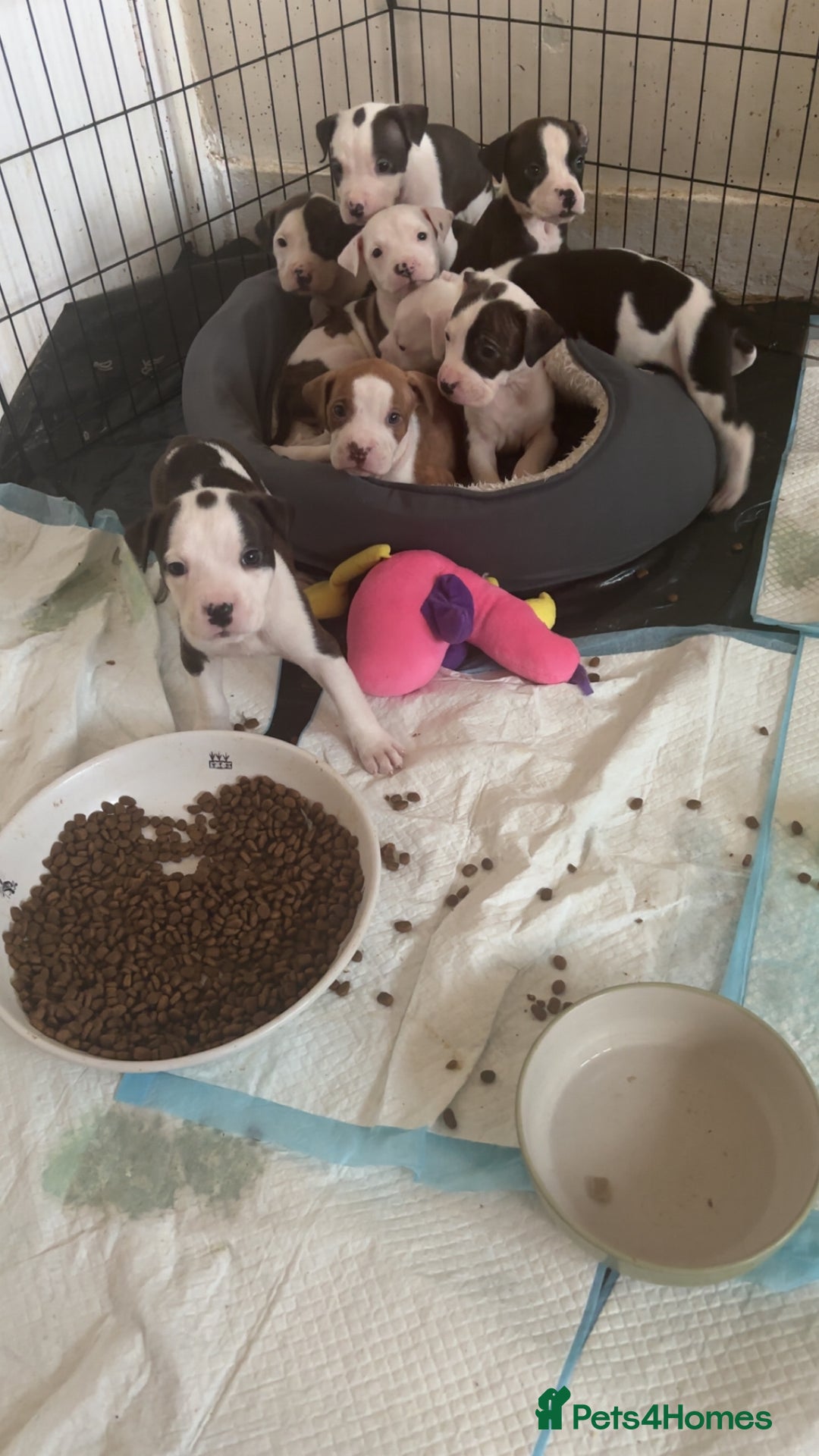 American Bulldog dogs for sale: American bulldog puppies - Image 1