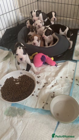 American Bulldog dogs - Advert 1