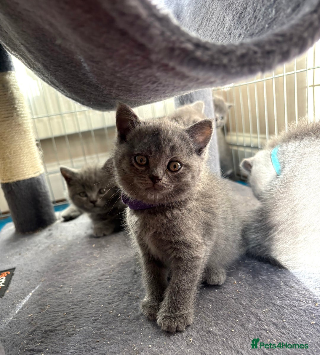 British Shorthair cats for sale: Adorable British Shorthair Kittens For Sale  - Advert 11