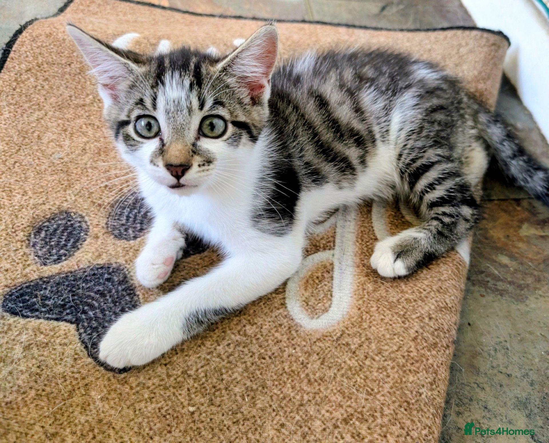Mixed Breed cats Beautiful kittens - one tabby and white girl left - Advert 1