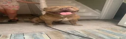 Staffordshire Bull Terrier dogs for stud: Staffordshire bulldog  - Advert 1