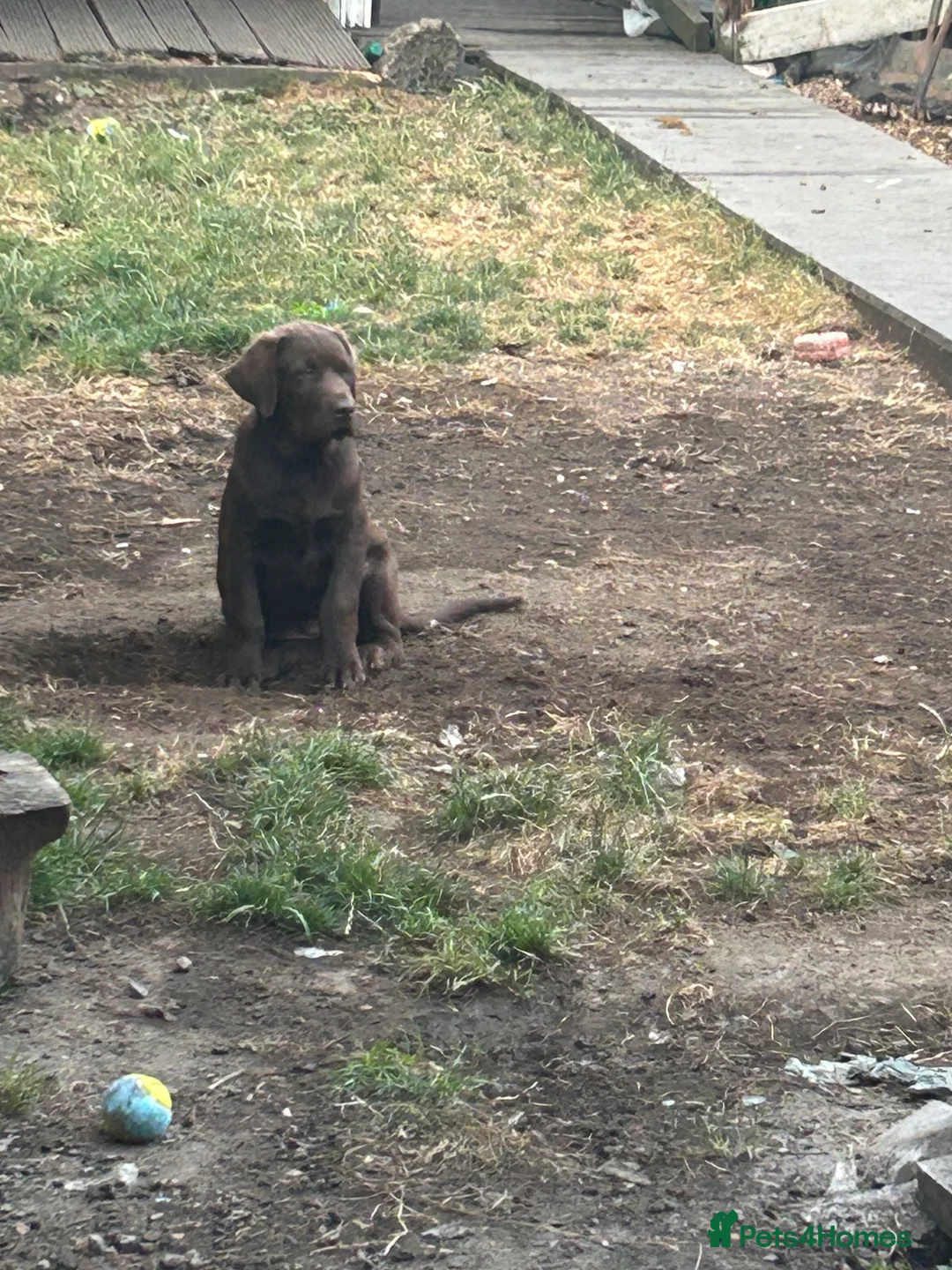 Labrador Retriever dogs for sale: Beautiful Labrador Retriever Puppies for Sale - Advert 2