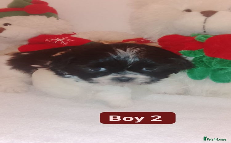Shih Tzu dogs Shih Tzu puppies  - Advert 2