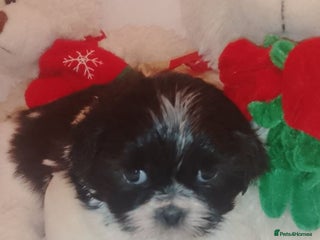 Shih Tzu dogs Shih Tzu puppies - Advert 13