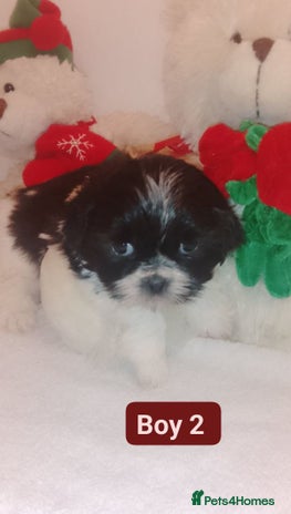 Shih Tzu dogs Shih Tzu puppies - Advert 2